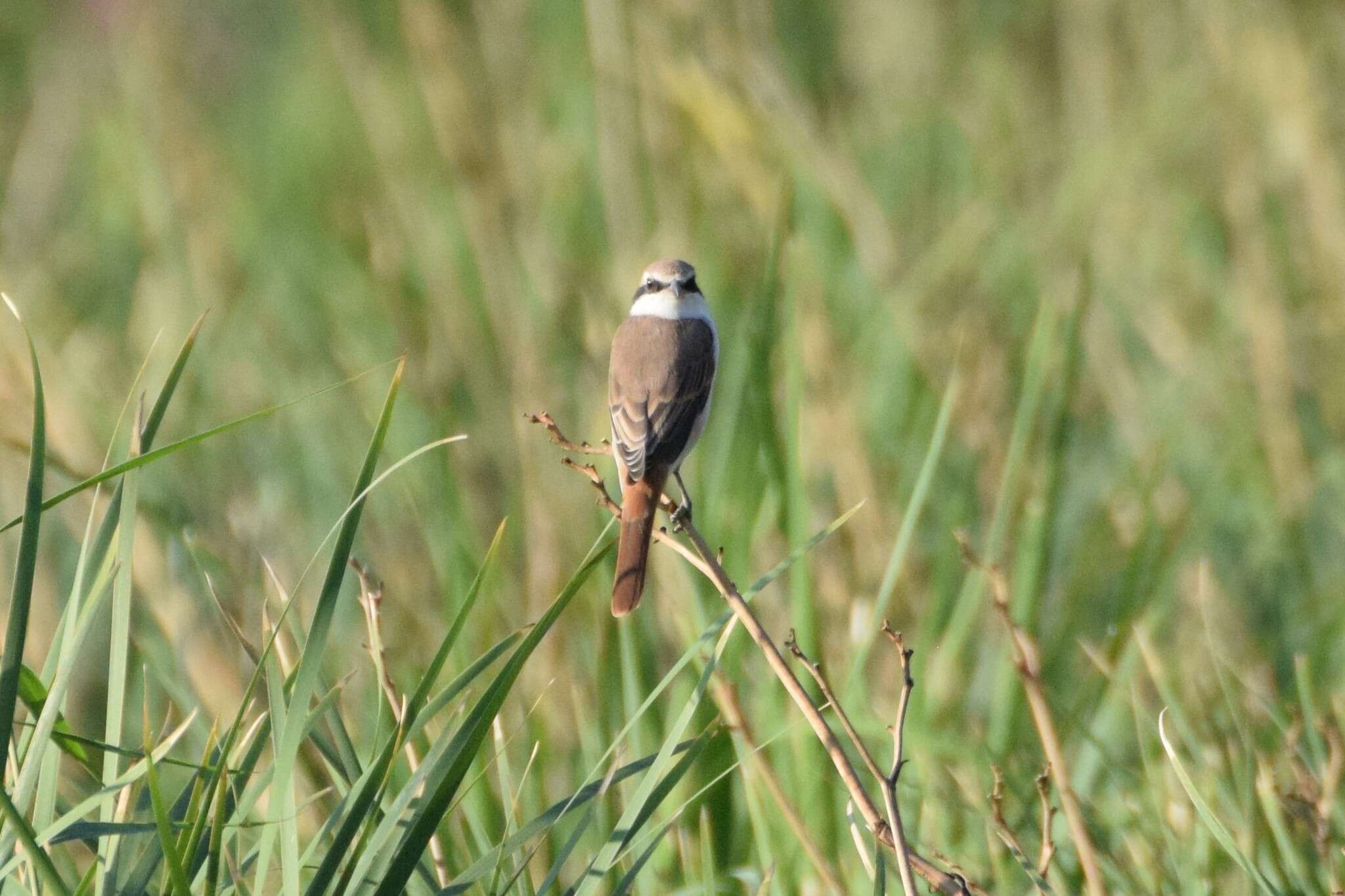 Image of Red-tailed Shrike