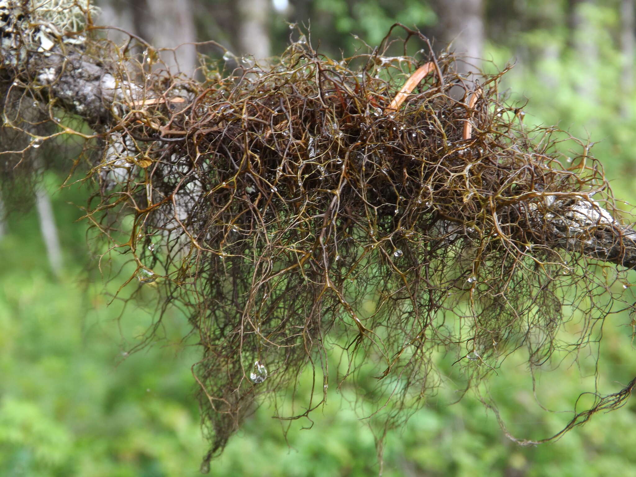 Image of bryocaulon lichen