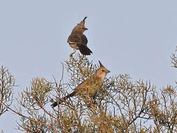 Image of Chiming Wedgebill