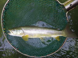 Image of Marbled trout