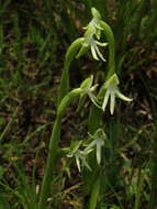 Image of Habenaria trifida Kunth