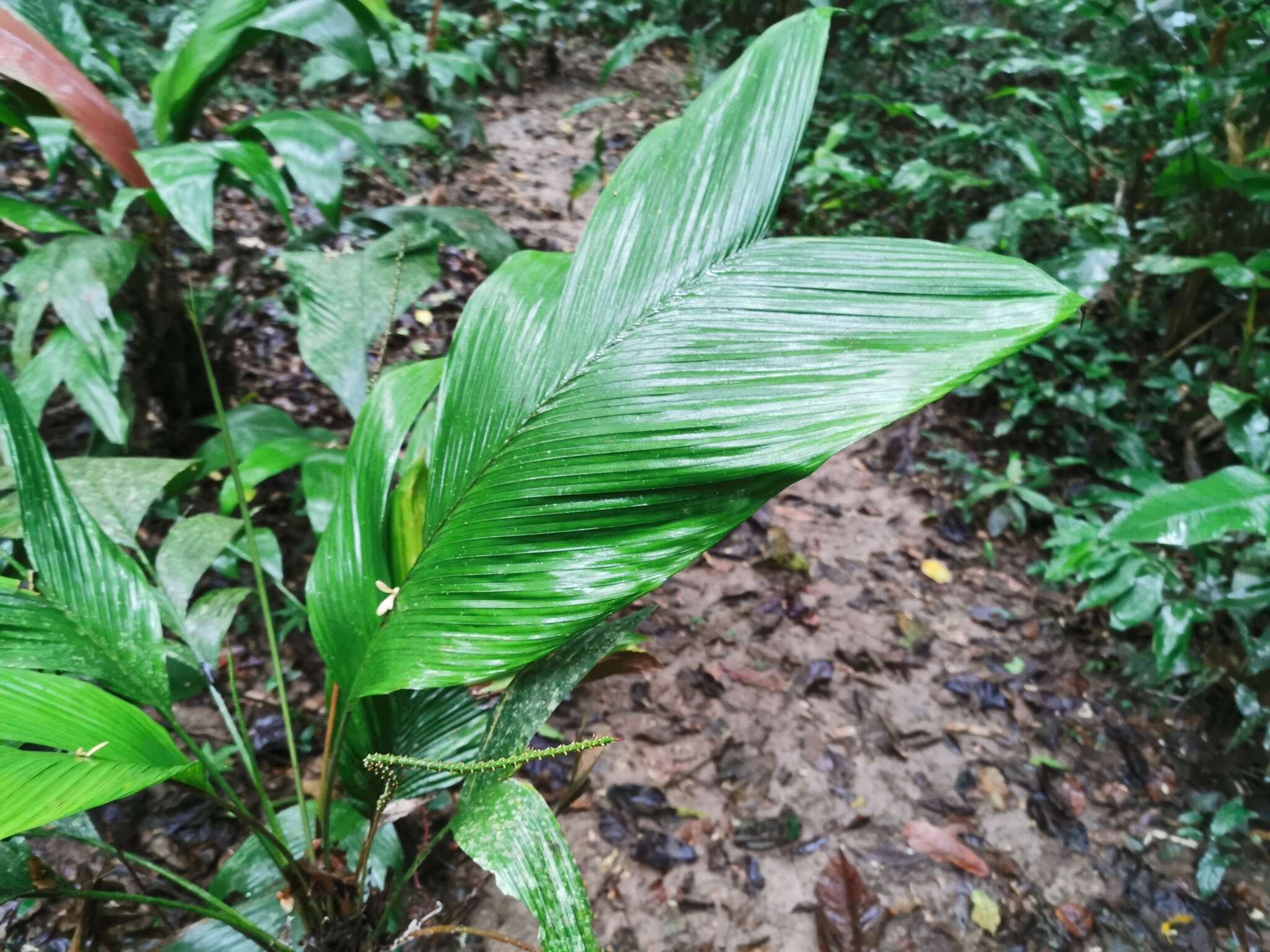 Imagem de Chamaedorea pauciflora Mart.