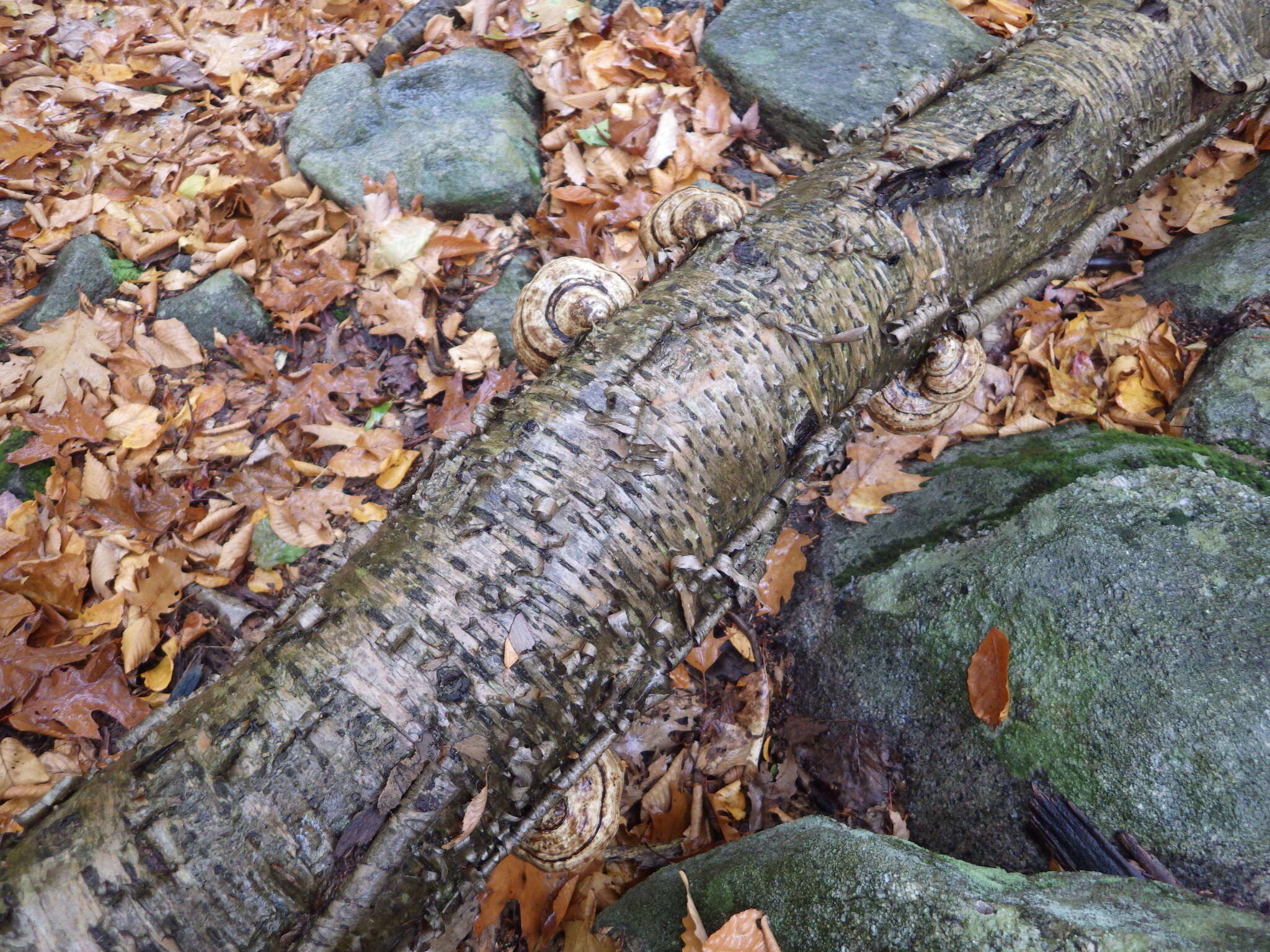 Image de Fomes fomentarius (L.) Fr.