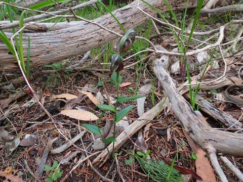 Image of Red-banded greenhood