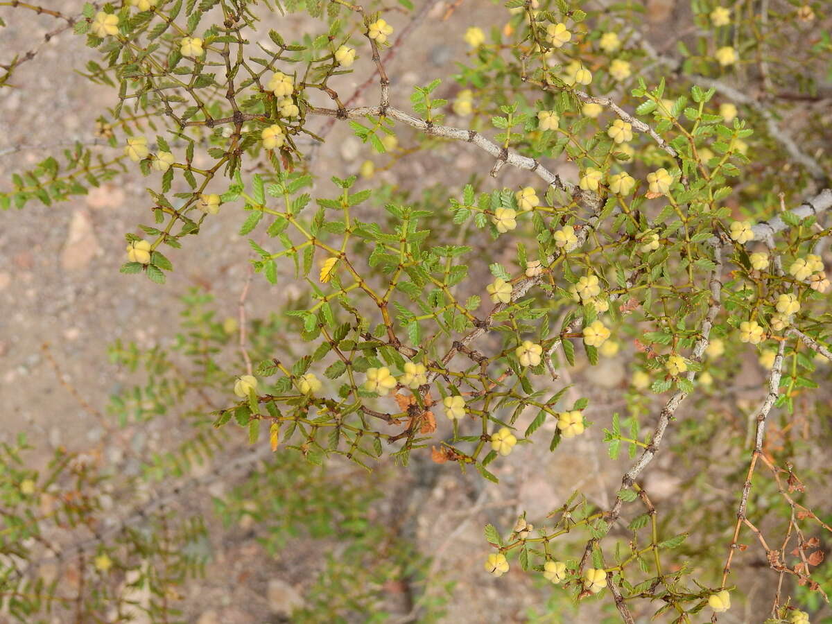 Image of Larrea nitida Cav.