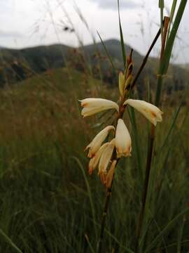 Sivun Watsonia watsonioides (Baker) Oberm. kuva