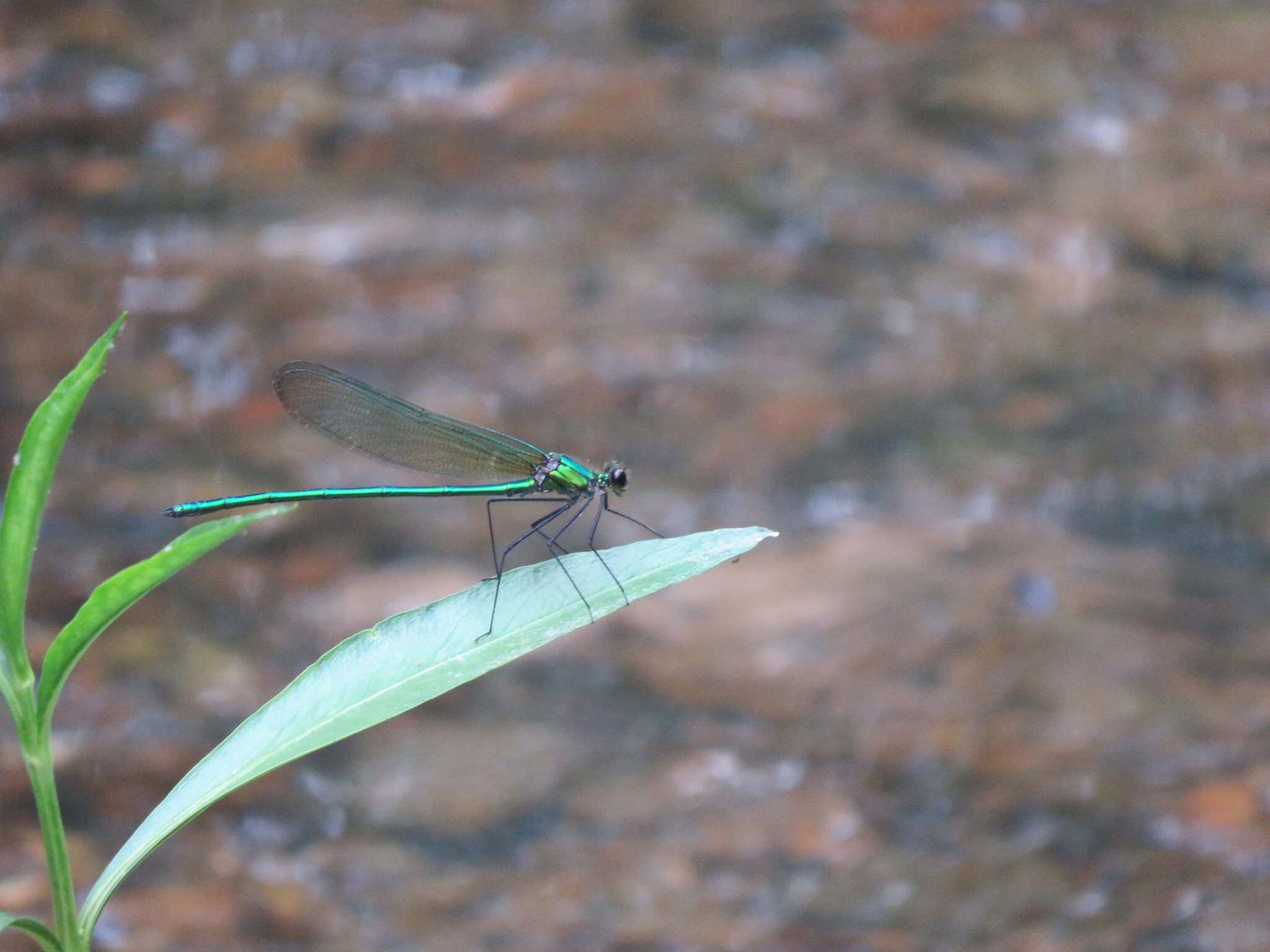 Image of Appalachian Jewelwing