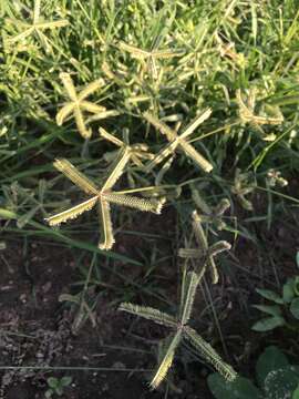 Image of Durban crowfoot grass