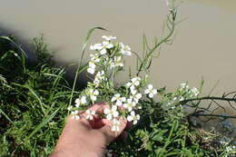 Image of wild radish