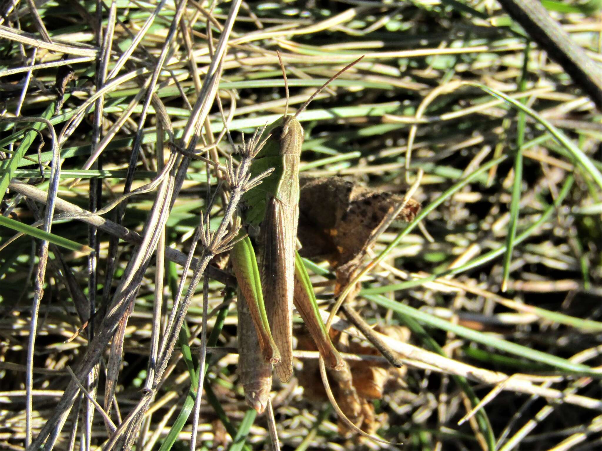 Image de criquet verte-échine