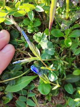 Image de Gentiana pumila subsp. pumila