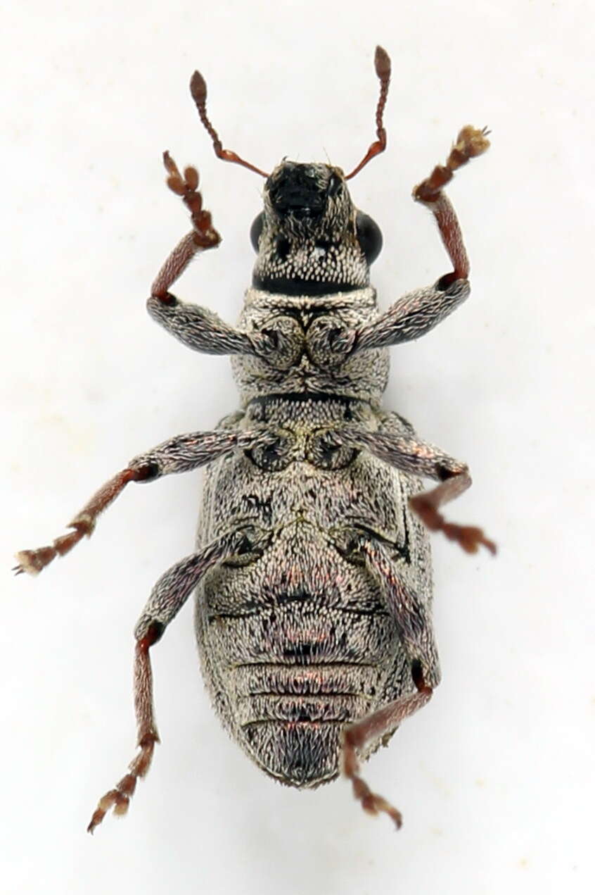 Sitona striatellus Gyllenhal 1834 resmi