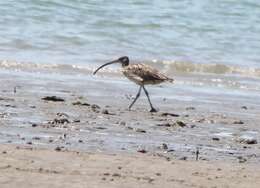 Image of Eastern Curlew
