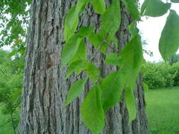 Image of American elm