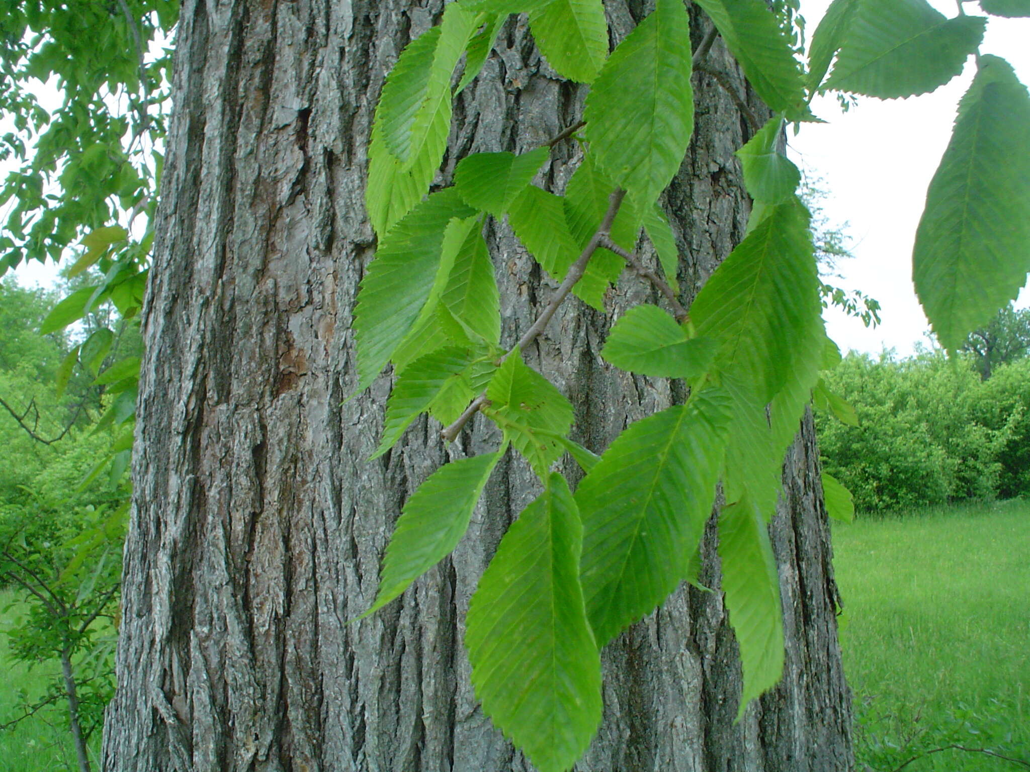 Plancia ëd Ulmus americana L.