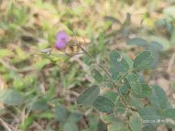 Plancia ëd Desmodium scorpiurus (Sw.) Desv.