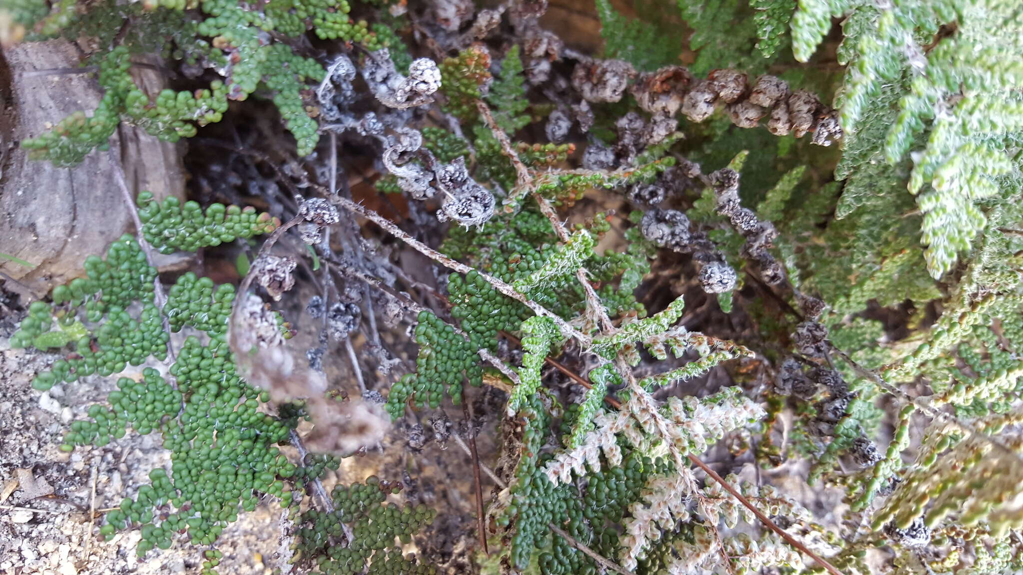 Image de Myriopteris covillei (Maxon) A. & D. Löve