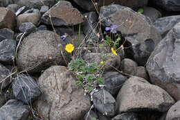 Image de Potentilla chamissonis Hultén