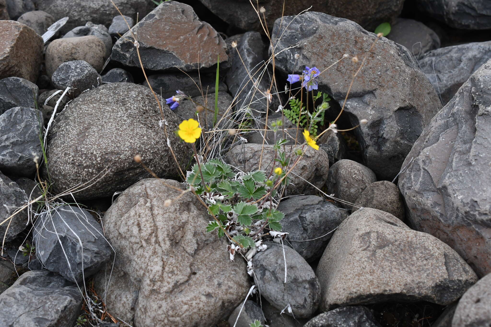 Image of Hooker's cinquefoil