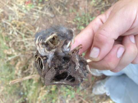 Image of Smooth-toothed pocket gopher