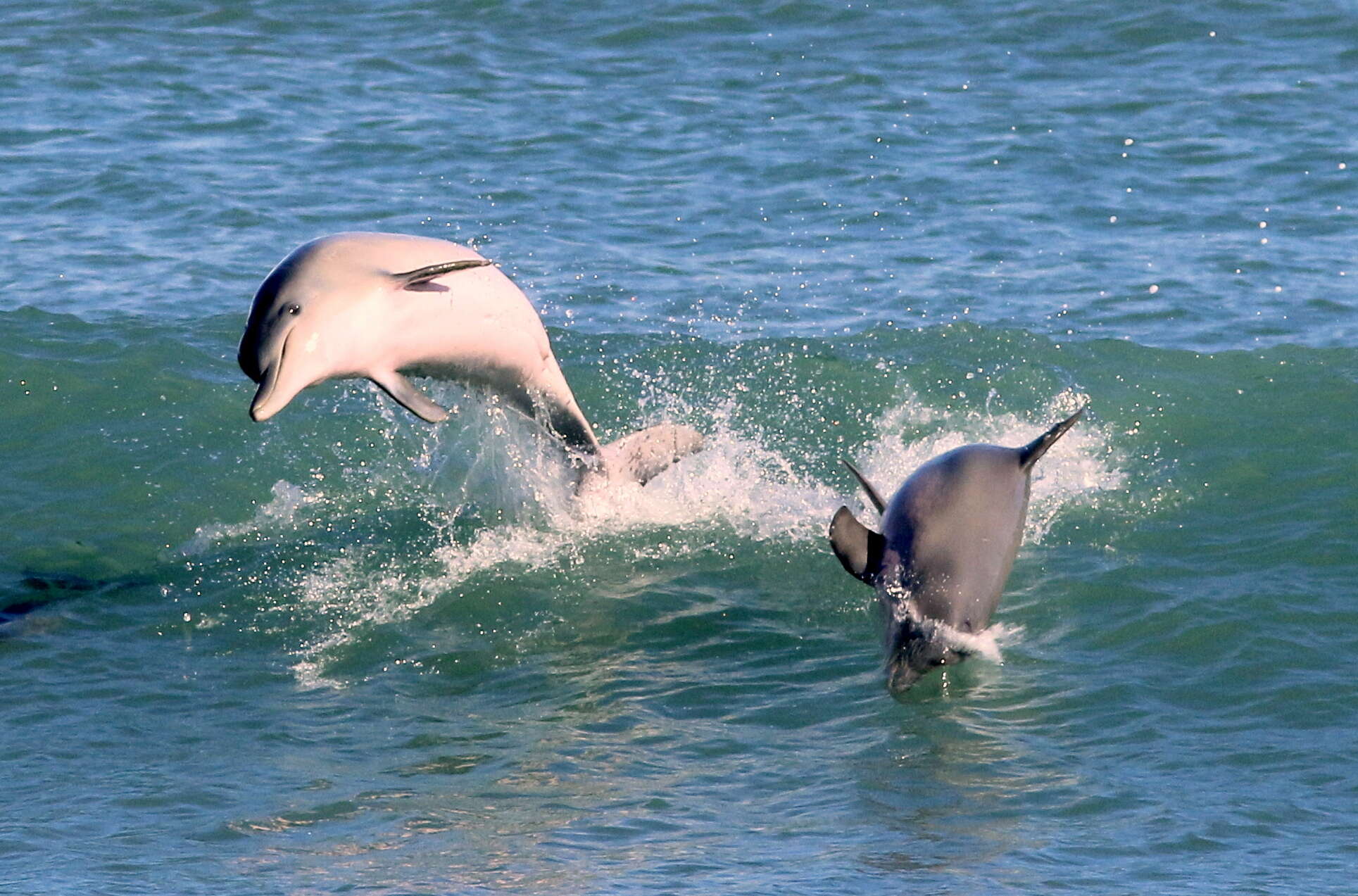 Image of Estuarine Dolphin