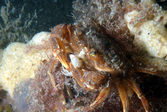 Image of arch-fronted swimming crab