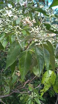 Image of Cordia elaeagnoides DC.