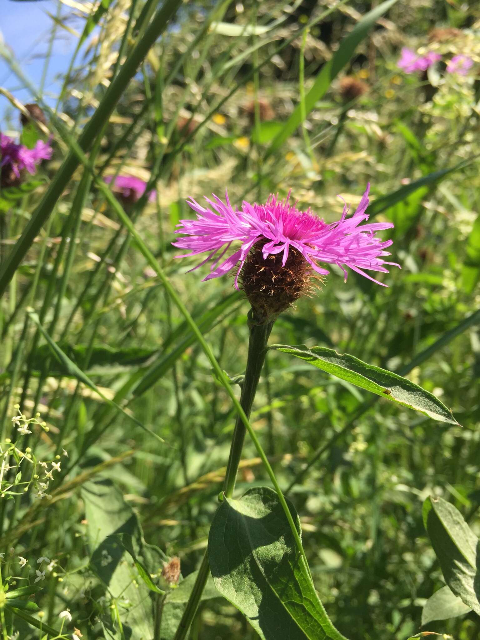 Image of Centaurea phrygia subsp. indurata (Janka) Stoj. & Acht.