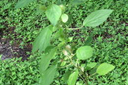 Image de Acalypha aristata Kunth