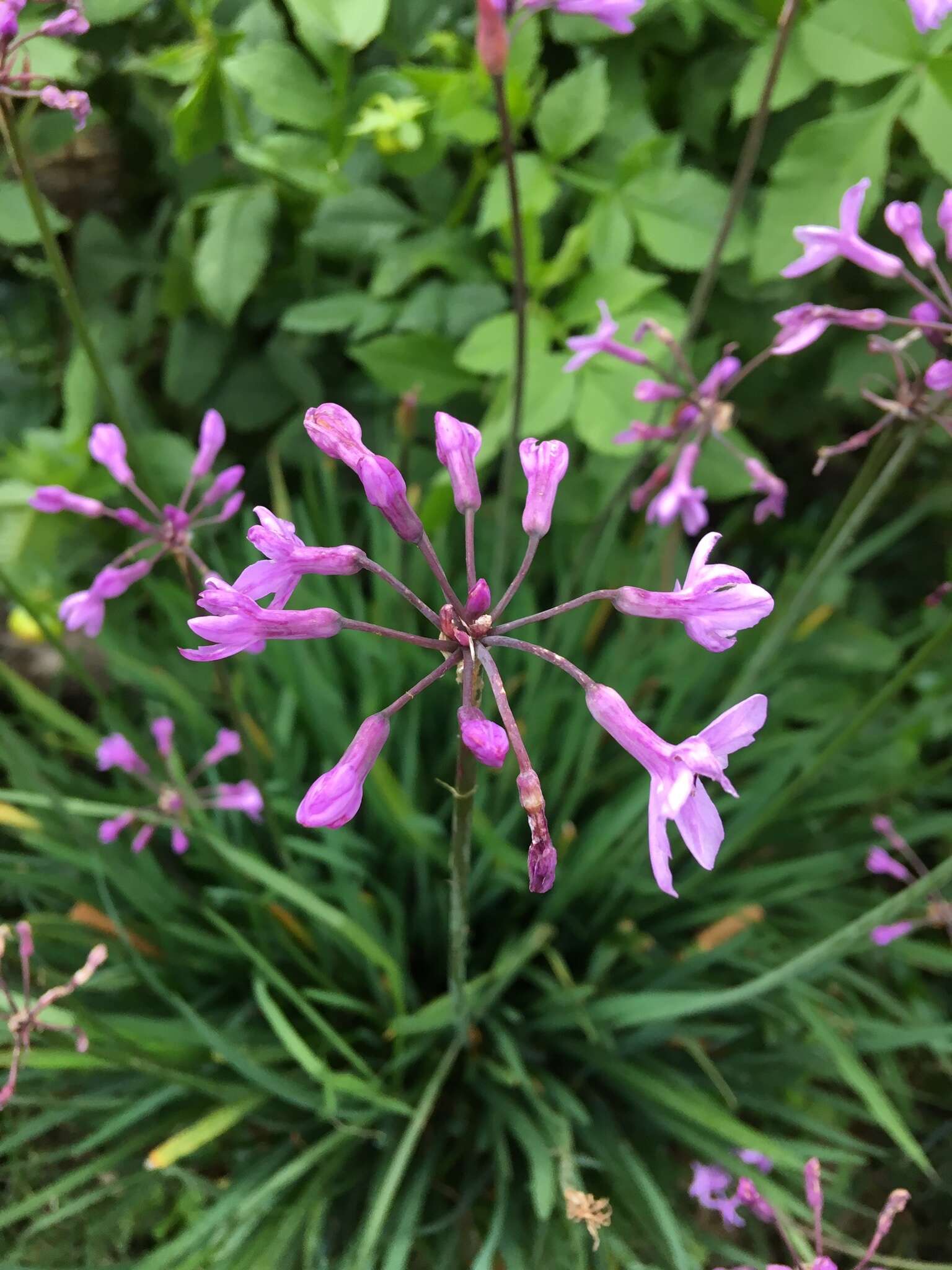 Tulbaghia violacea Harv. resmi