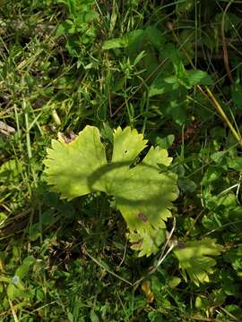 Image of Ranunculus fallax (Wimmer & Grab.) Schur