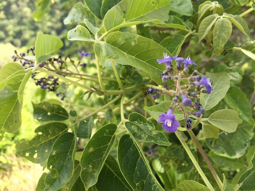 Image de Vitex pyramidata B. L. Rob.