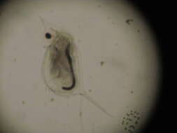 Image of Water flea