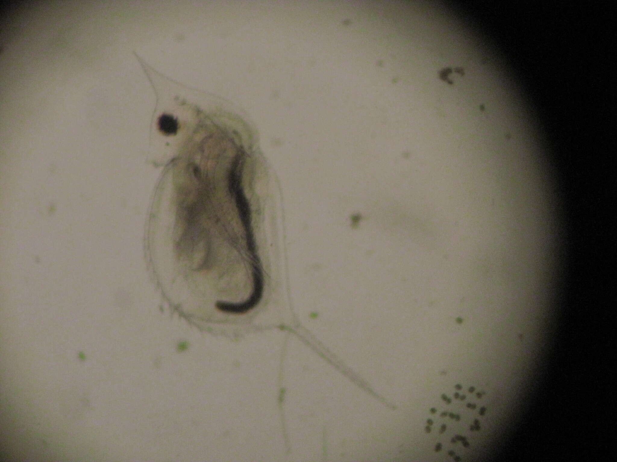 Daphnia (Daphnia) lumholtzi Sars 1885 resmi