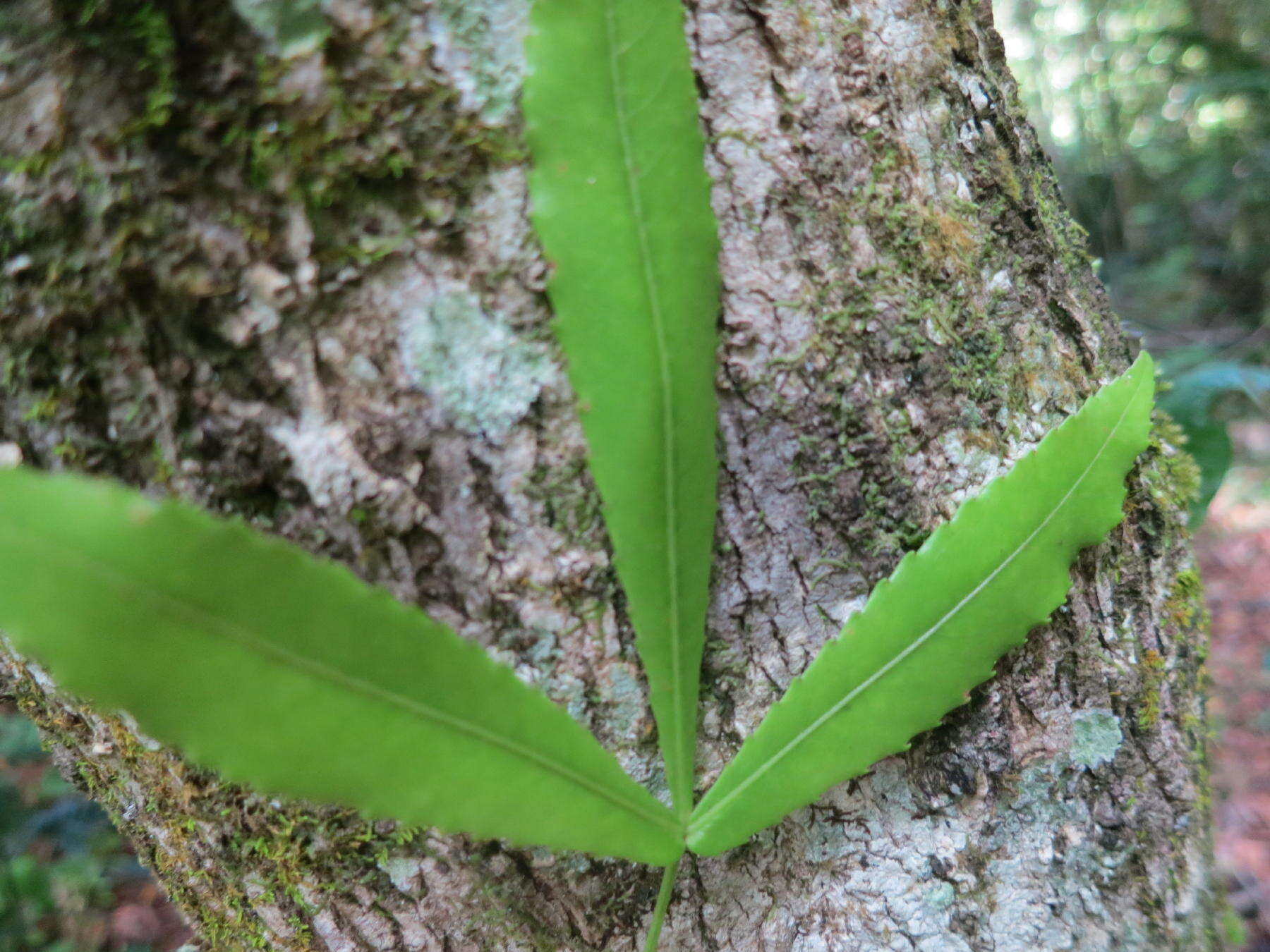 Image of Platylophus