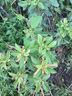 Image of Acalypha communis Müll. Arg.