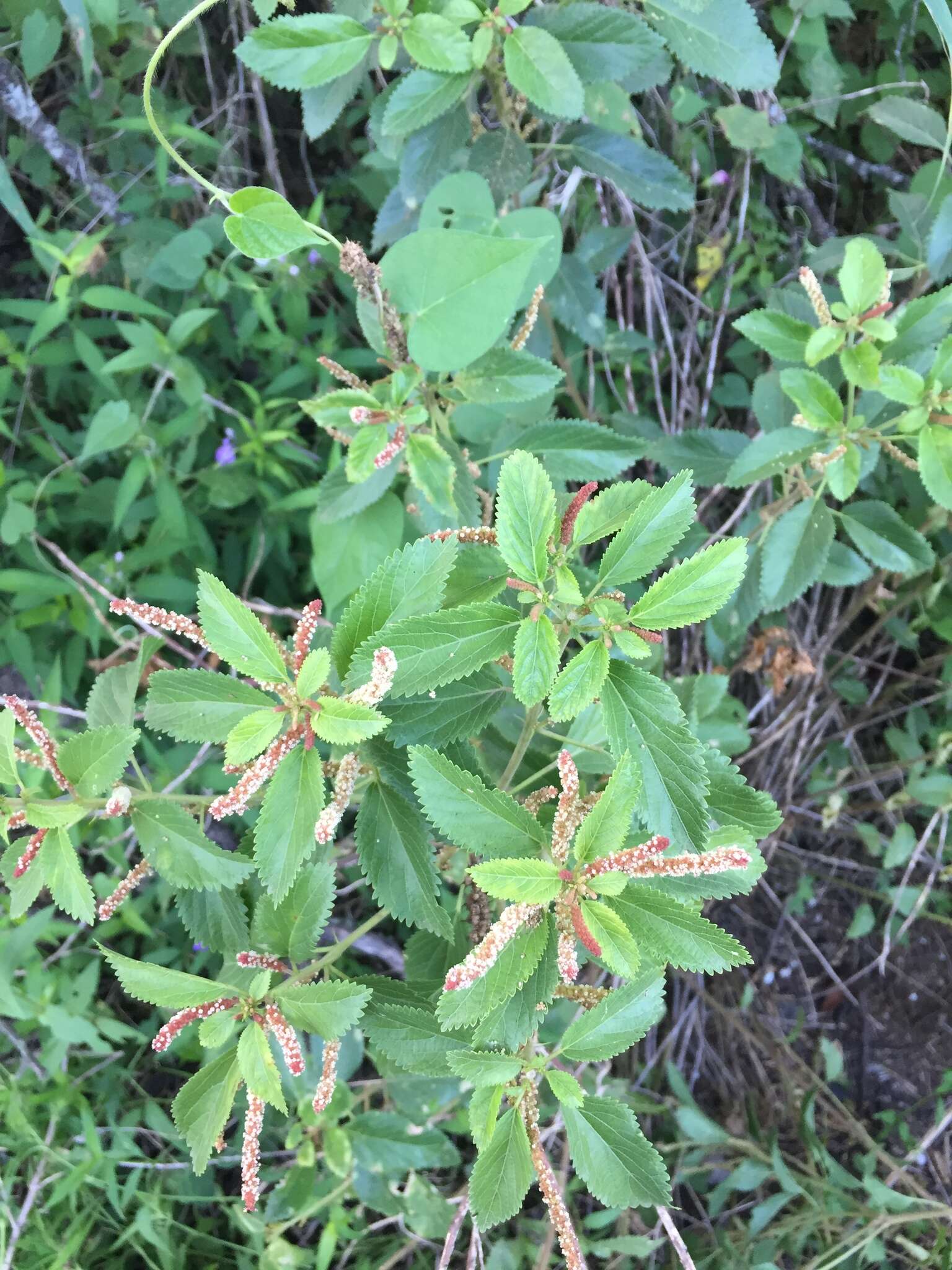 Image of Acalypha communis Müll. Arg.