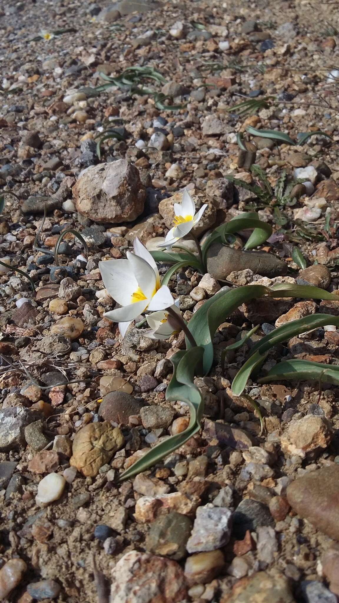 Image of Tulipa biflora Pall.