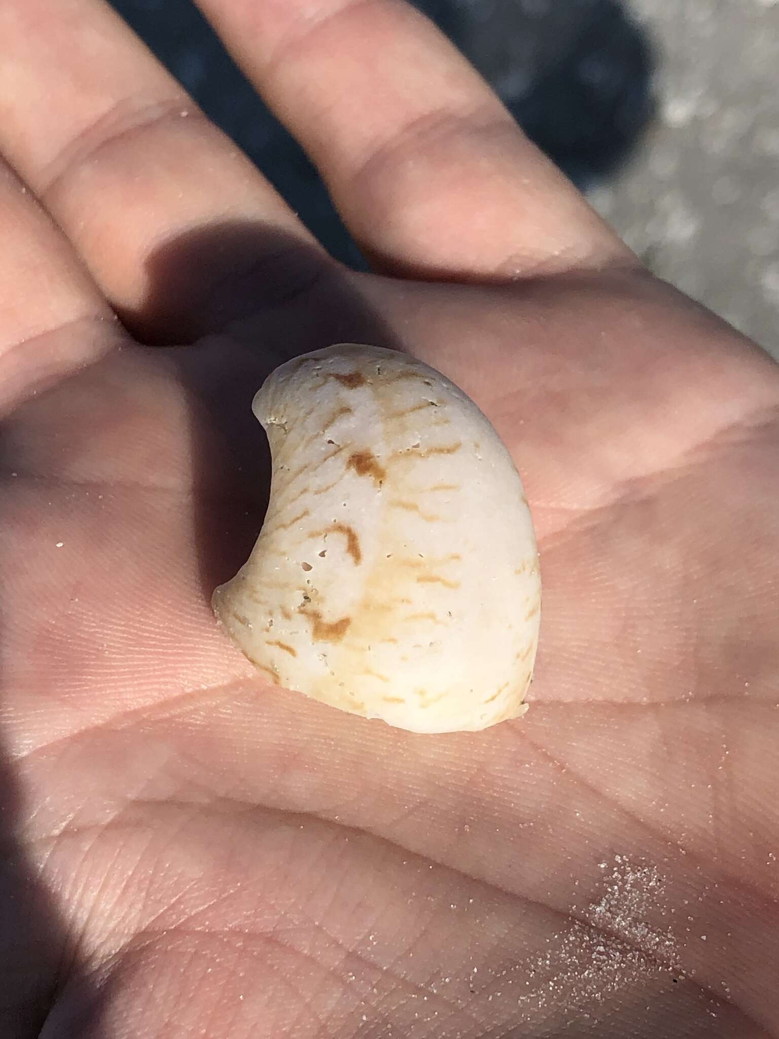 Image of colorful Atlantic moonsnail