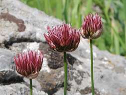 Image of Allium inconspicuum Vved.