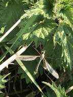 Image of Marsh crane fly