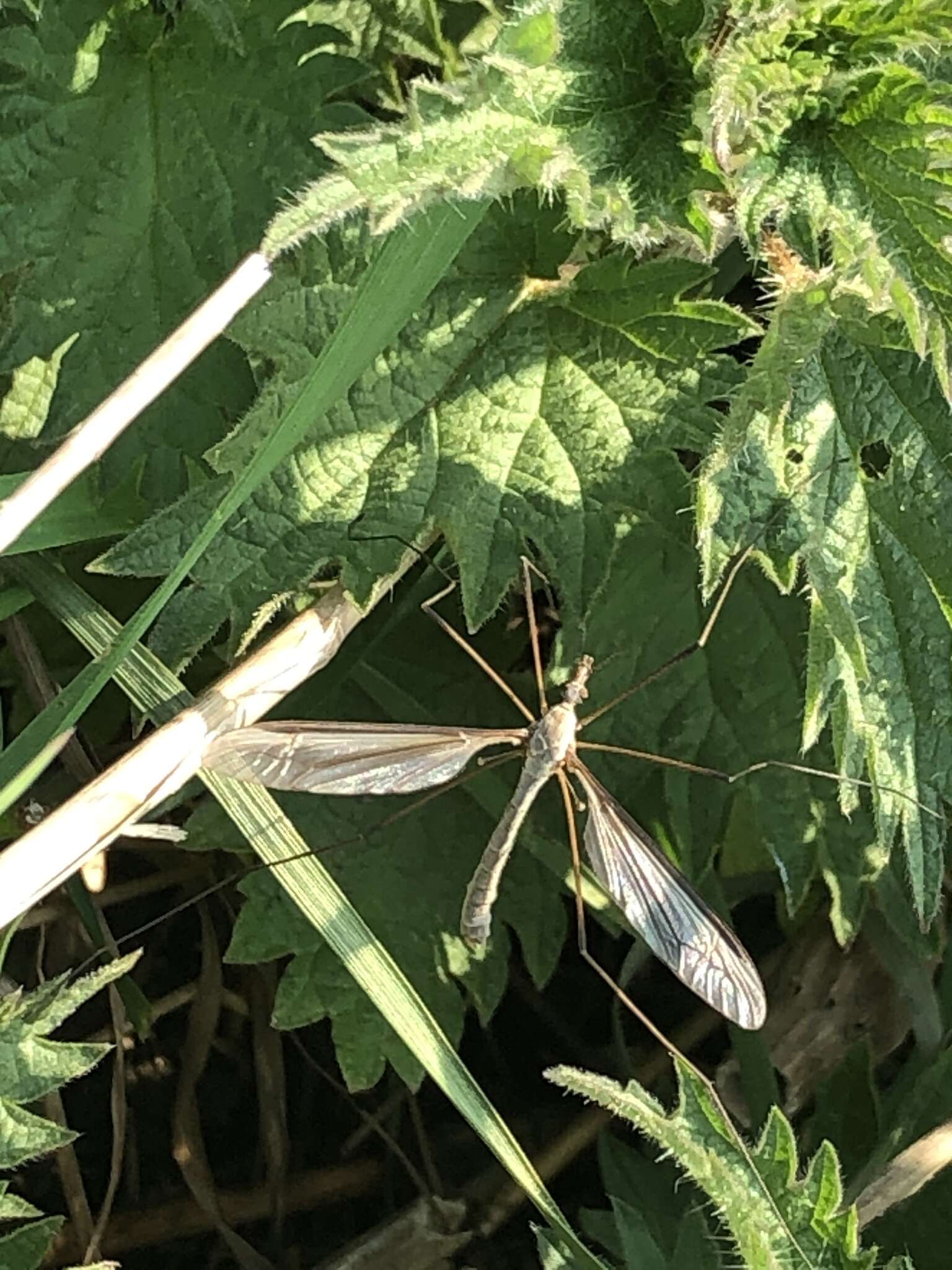 Image of Marsh crane fly