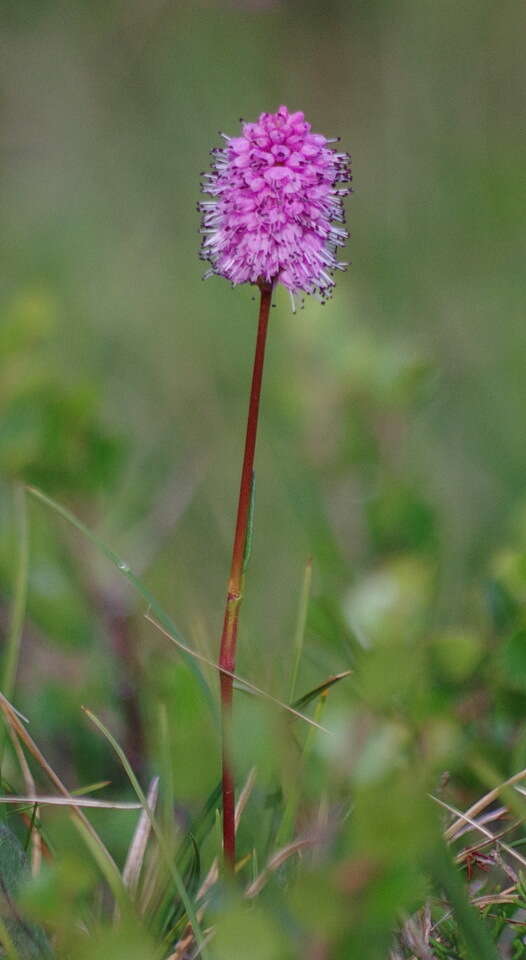 Image of Plumed Bistort