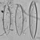 Image of Iconella biseriata