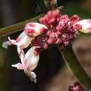 Image of Drymonia droseroides