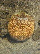 Image of <i>Bellia picta</i>