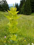 Image of Gentiana lutea subsp. symphyandra (Murb.) Hayek