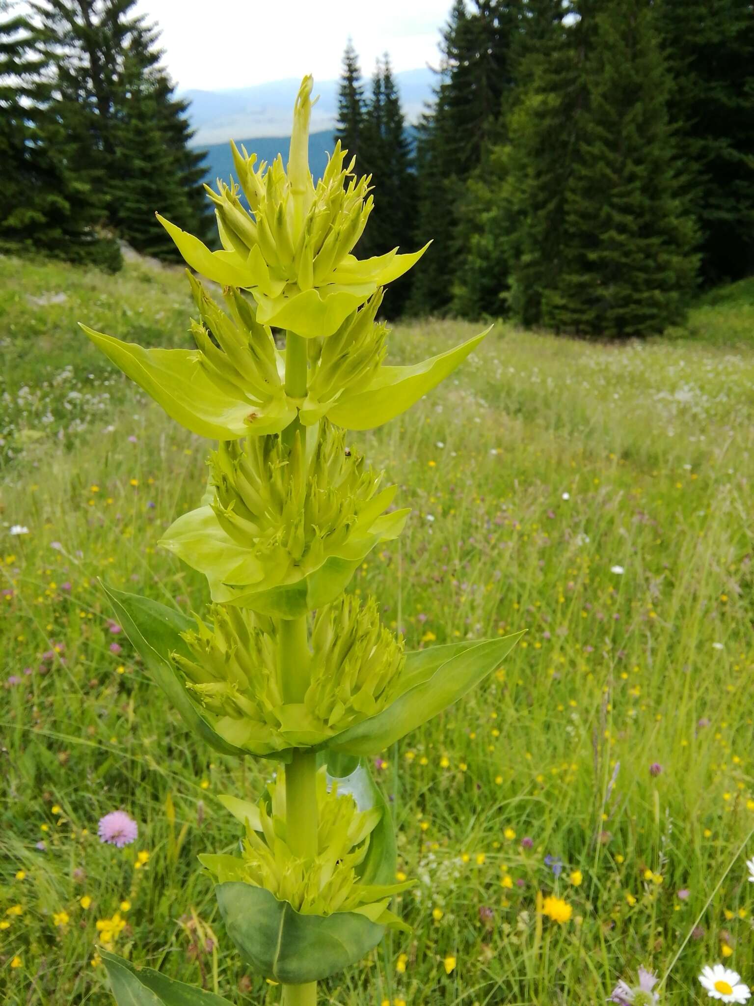 Image of Gentiana lutea subsp. symphyandra (Murb.) Hayek