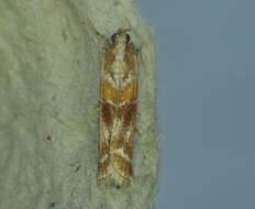 Image of Zimmerman Pine Moth