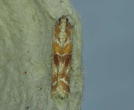 Image of Zimmerman Pine Moth